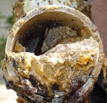 grease clogged pipe