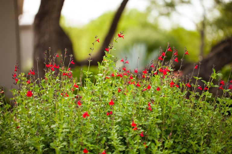 Salvia Plant