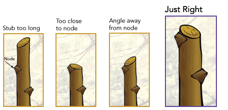 Pruning Smaller Branches