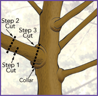 Correct three step cutting method