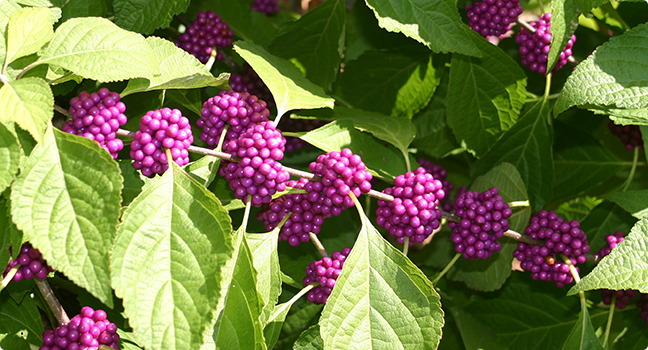 beauty berries