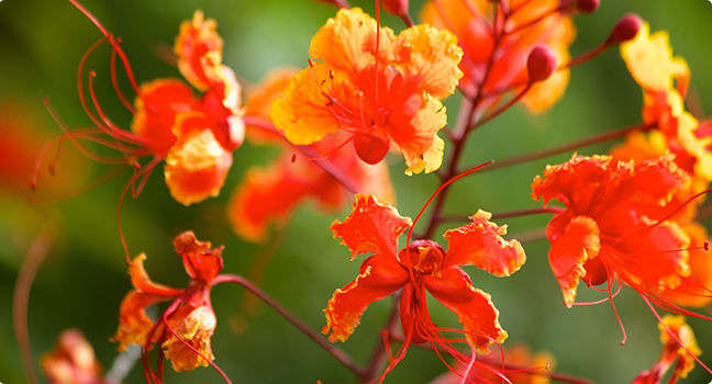 pride of barbados flower