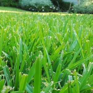 St. Augustine Grass