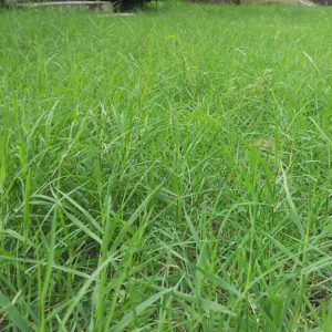 Bermuda Grass