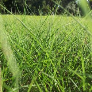 Buffalo Grass