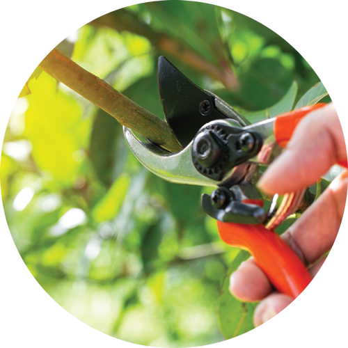 pruning clippers