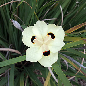 iris flower