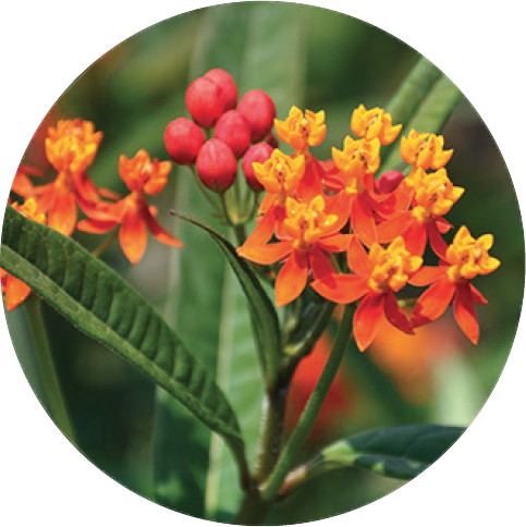 milkweed flowers