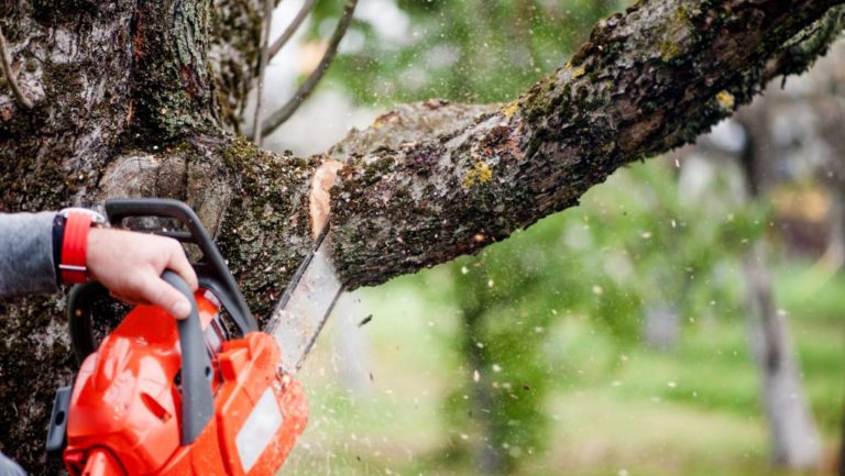 pruning tree