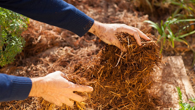 mulch bed