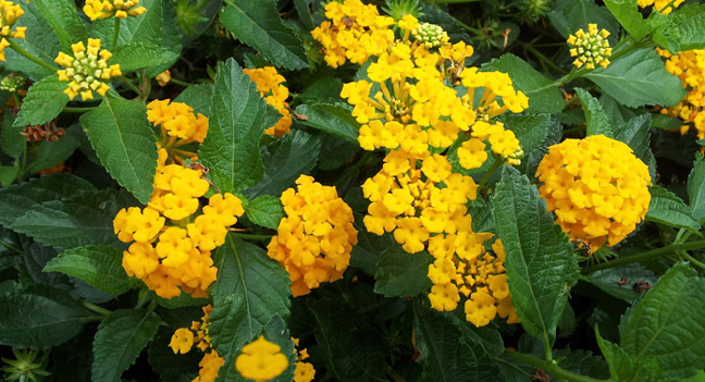 gold lantana