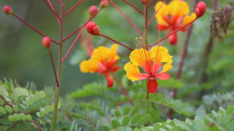 pride of barbados