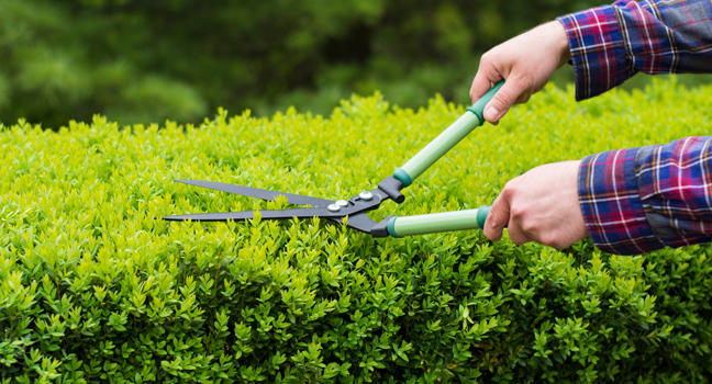 punning green hedge