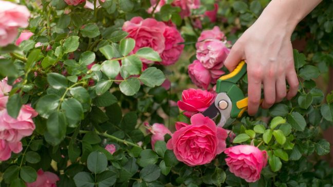 pruning rose