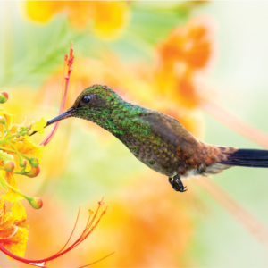 bird