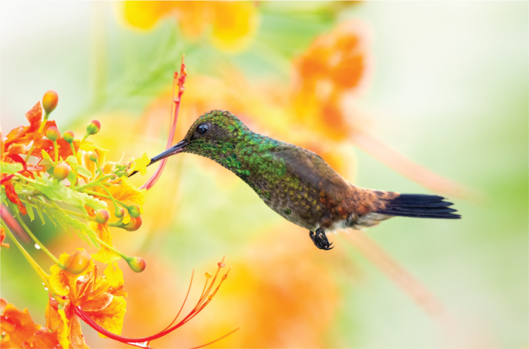 bird