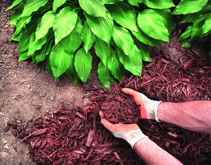 brown mulch in hands