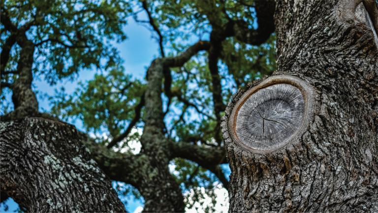 oak tree