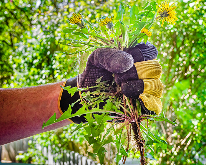 Gloved hand holding bunch of pulled dandelion plants