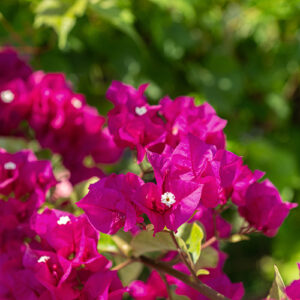 bougainvillea