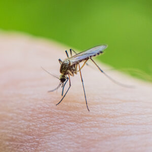 mosquito