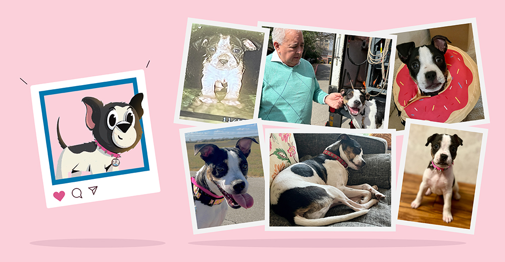 pipa photo collage