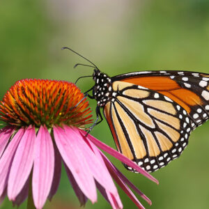 butterfly coneflower