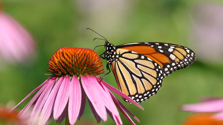 butterfly coneflower