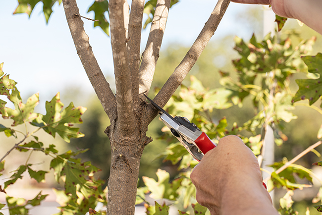 prune tree